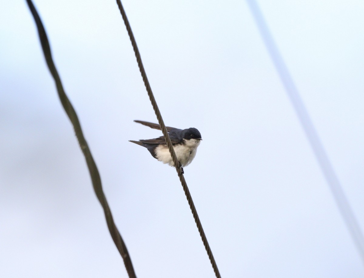 vlaštovka modrobílá - ML645777917