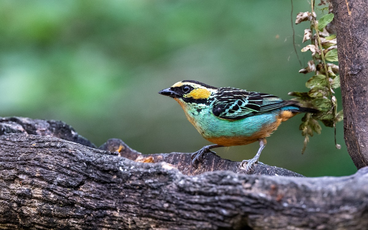 Golden-eared Tanager - ML645777920