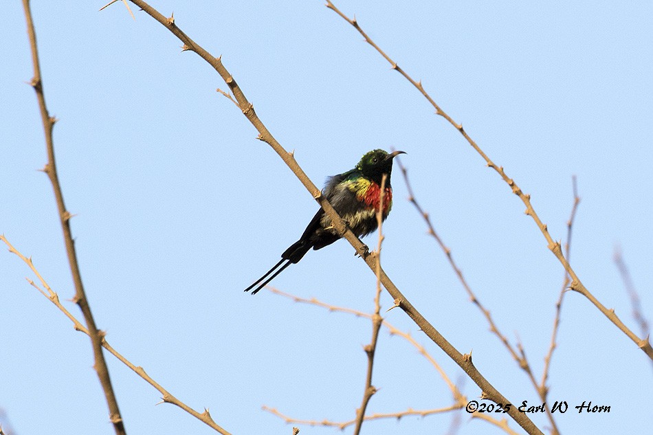 strdimil překrásný - ML645777921