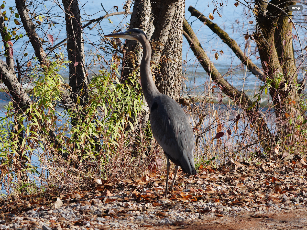 Great Blue Heron - ML645777927