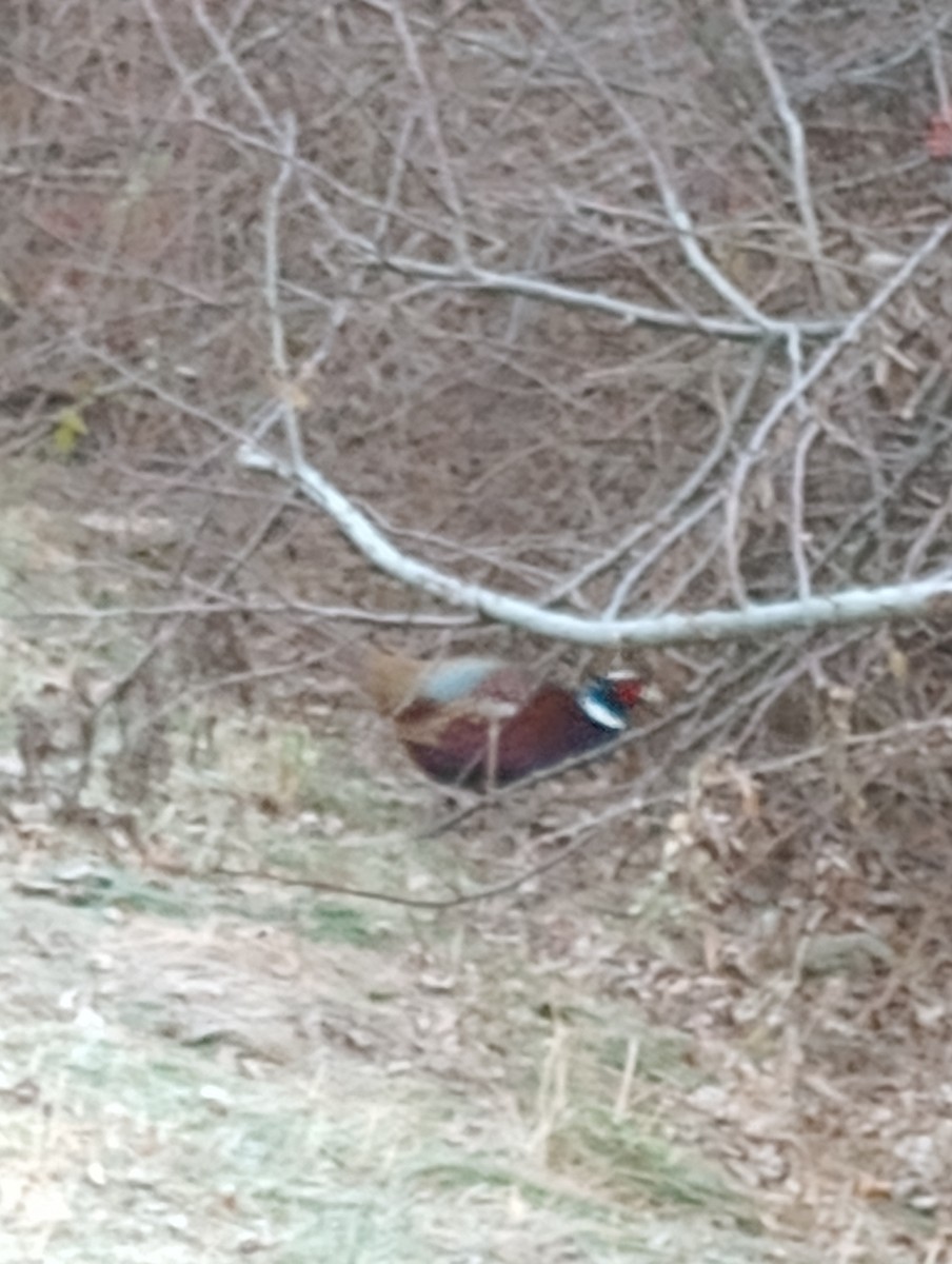 Faisai arrunta - ML645777928