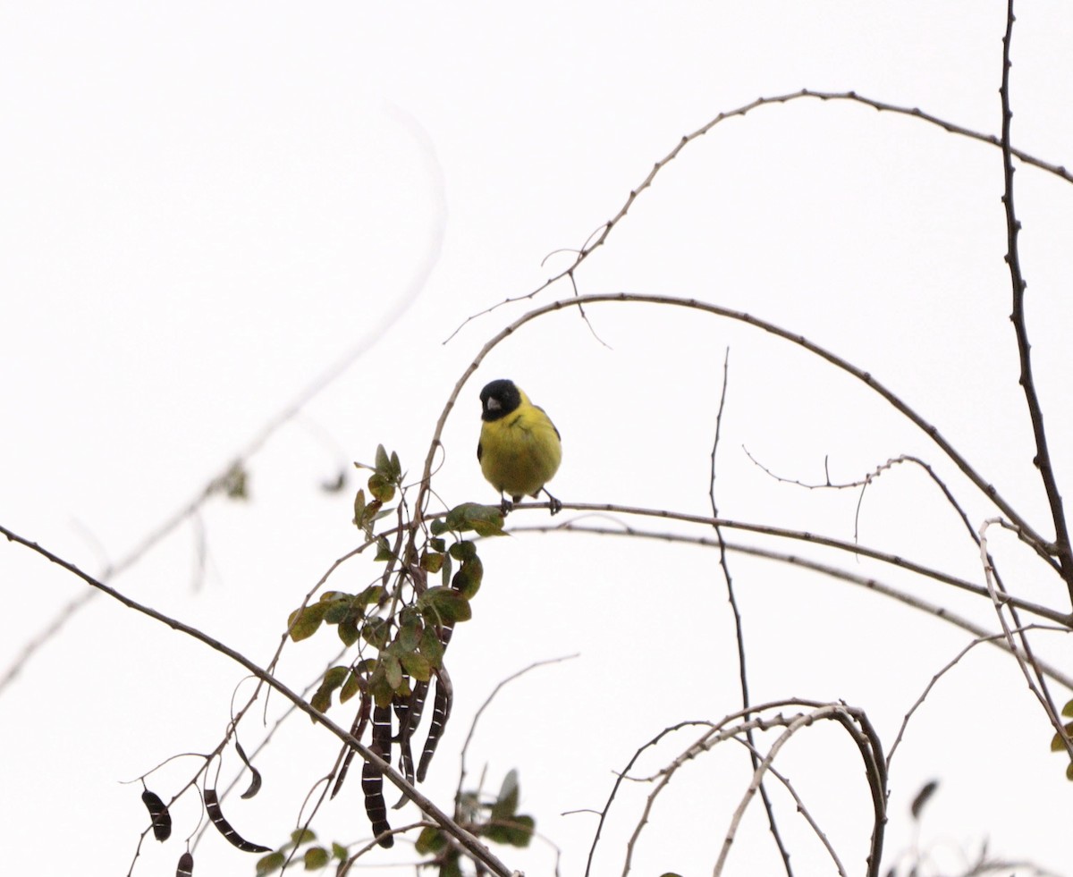 Hooded Siskin - ML645777936