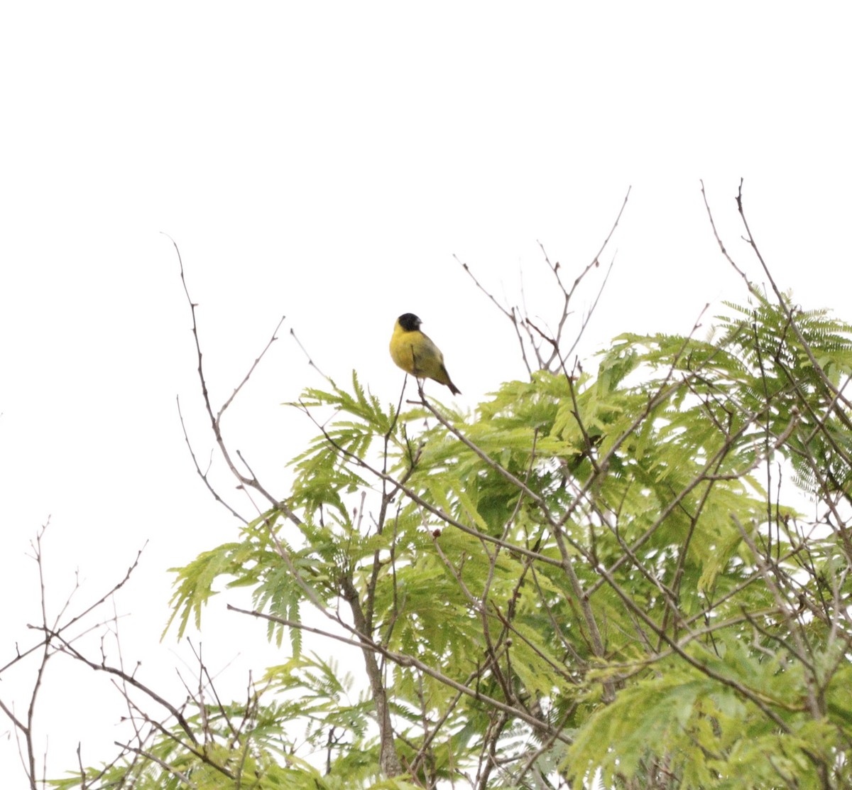 Hooded Siskin - ML645777937
