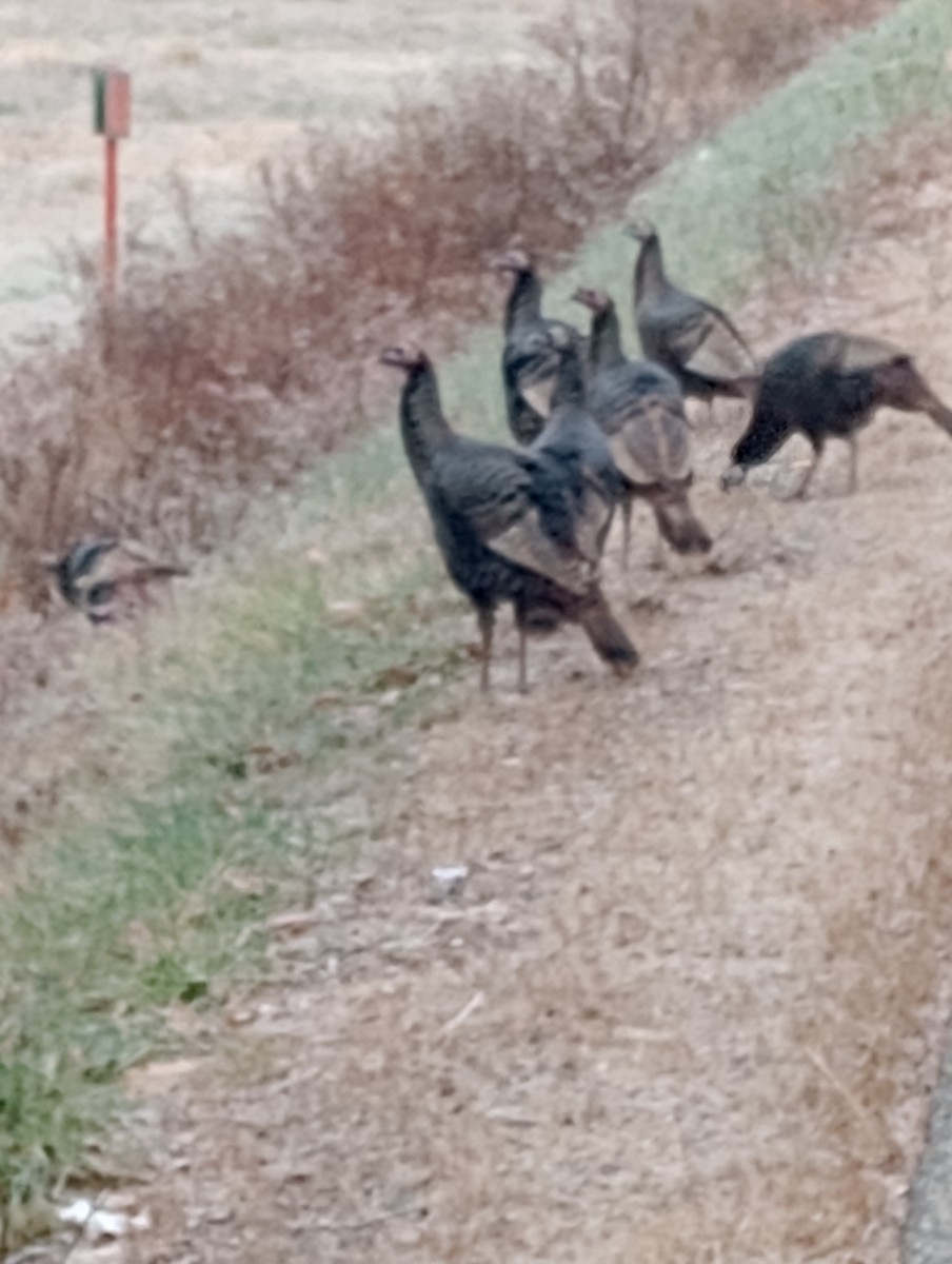 Indioilar arrunta - ML645777938