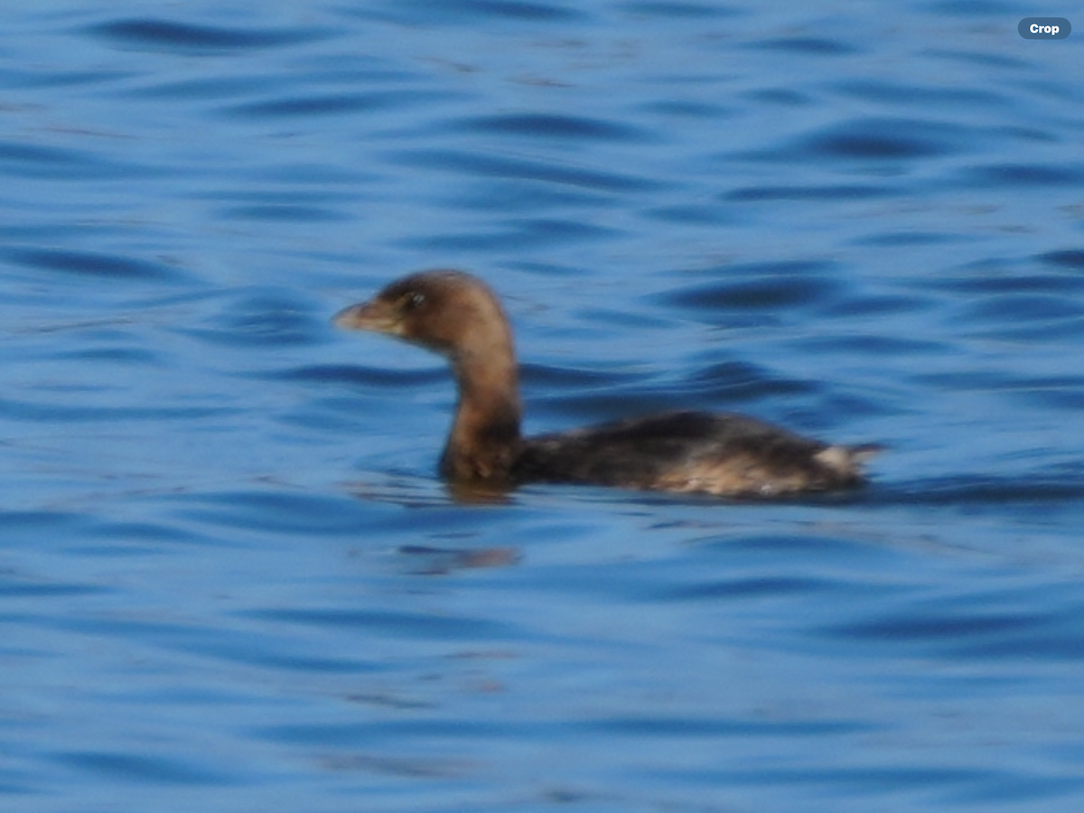 Pied-billed Grebe - ML645777942