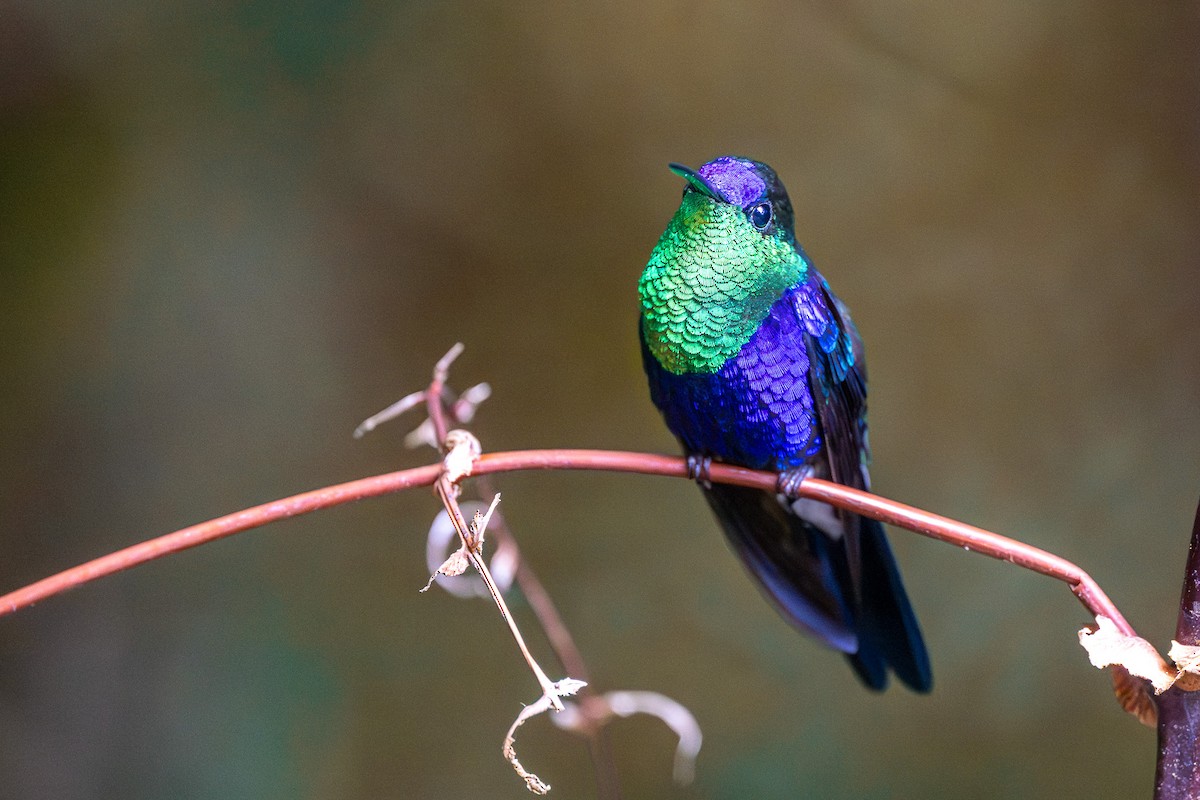 Crowned Woodnymph - ML645777967