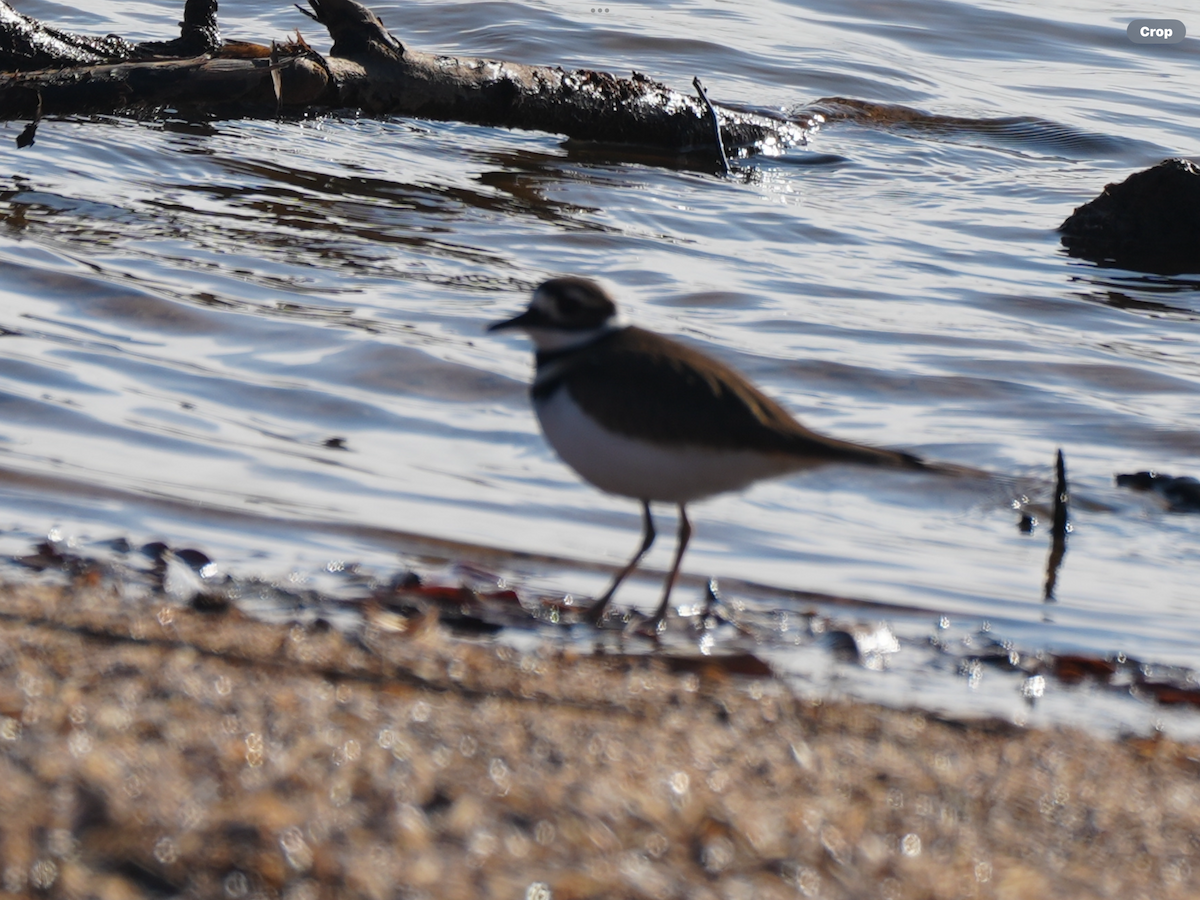 Killdeer - ML645777987