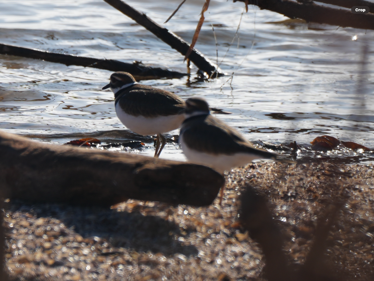 Killdeer - ML645777988