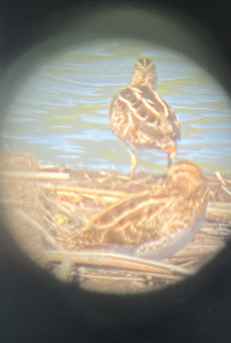 Bekassine - ML645777997