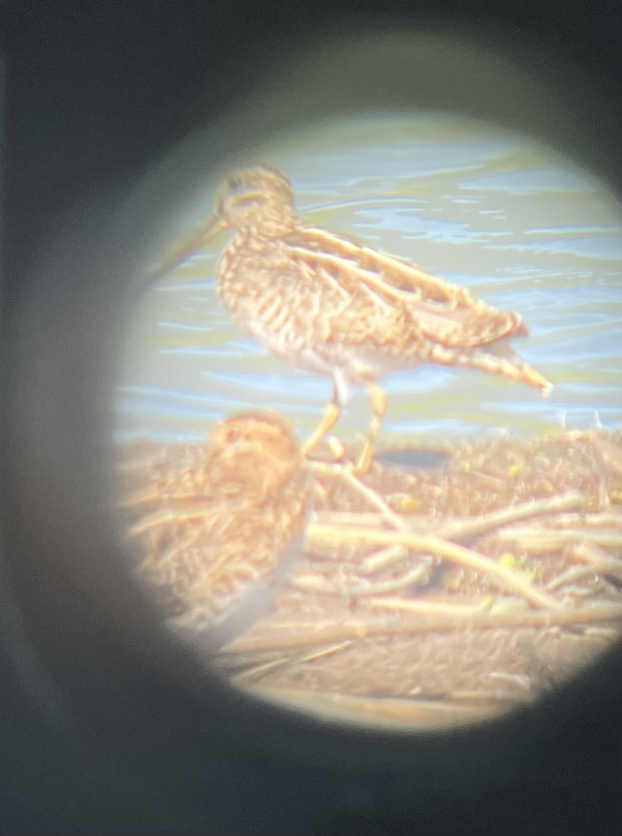 Bekassine - ML645777998