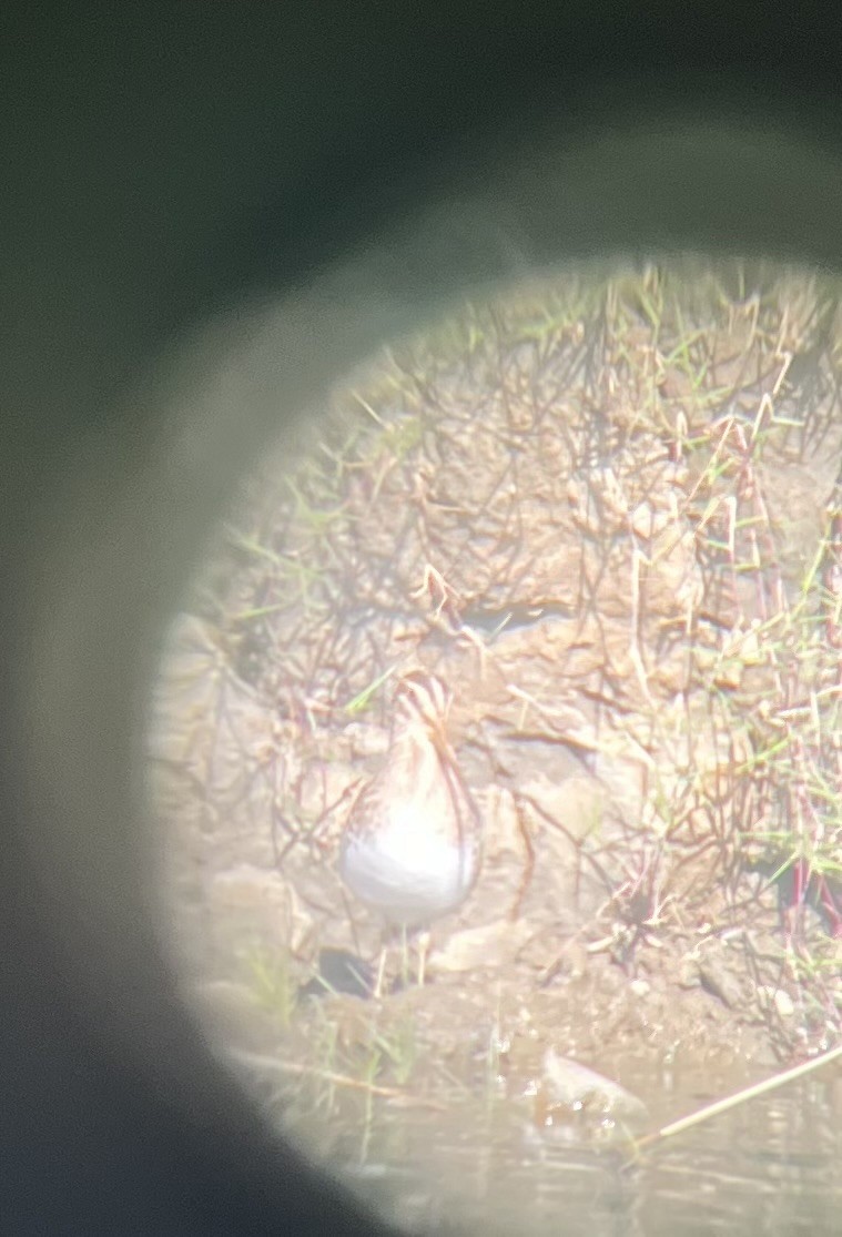 Bekassine - ML645777999