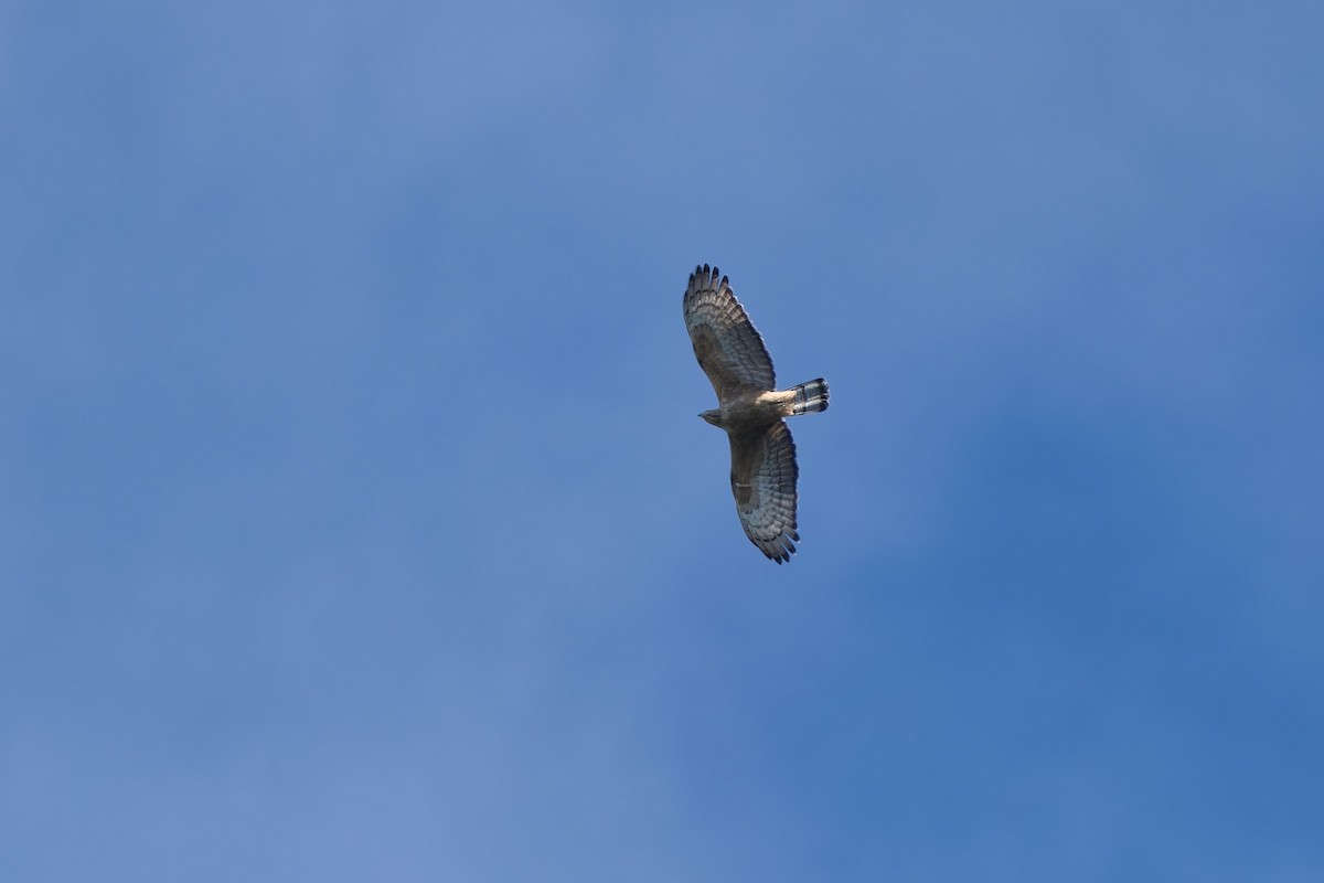 Schopfwespenbussard - ML645778001