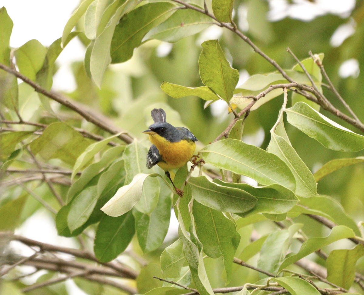 Elfenwaldsänger - ML645778008