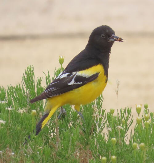 Kalifornientrupial - ML645778009