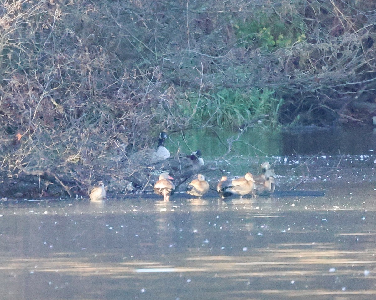 Black-bellied Whistling-Duck - ML645778010