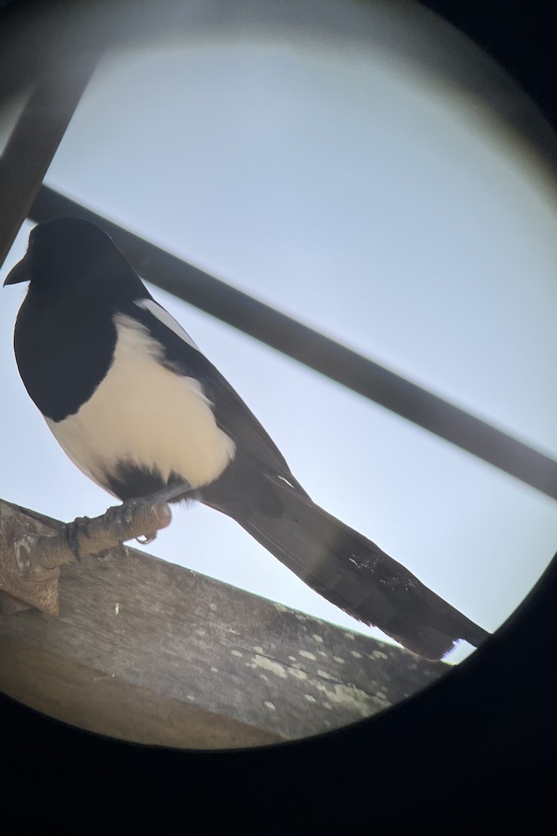 Orientelster - ML645778011