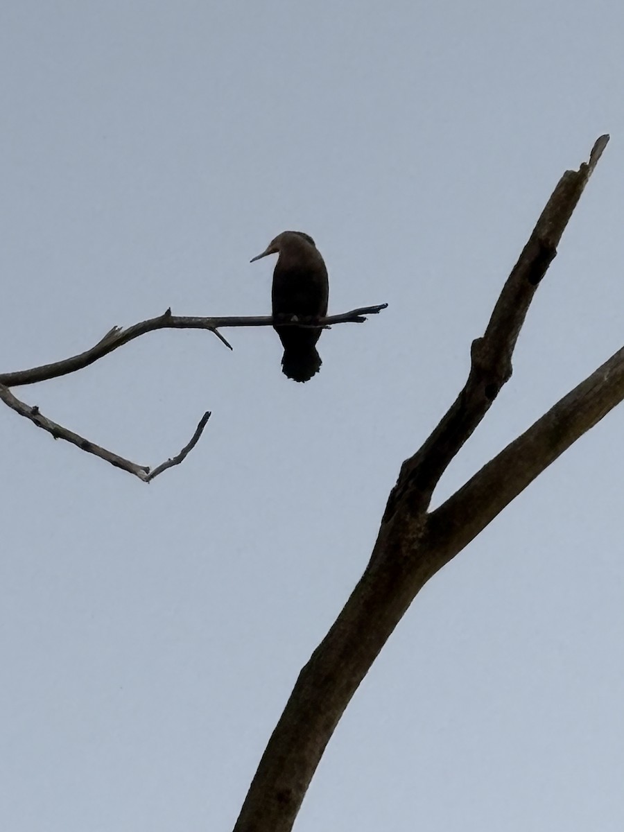 Ohrenscharbe - ML645778013