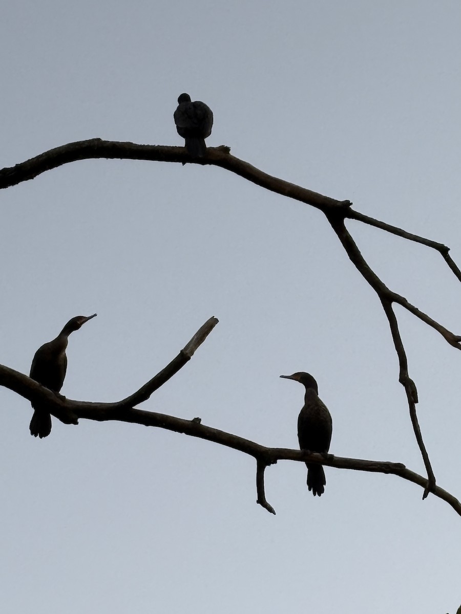 Ohrenscharbe - ML645778014