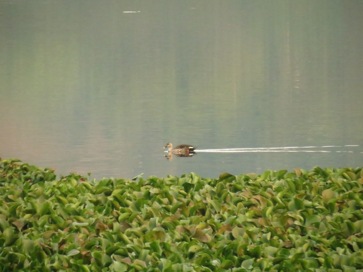 Indien-Fleckschnabelente - ML645778016