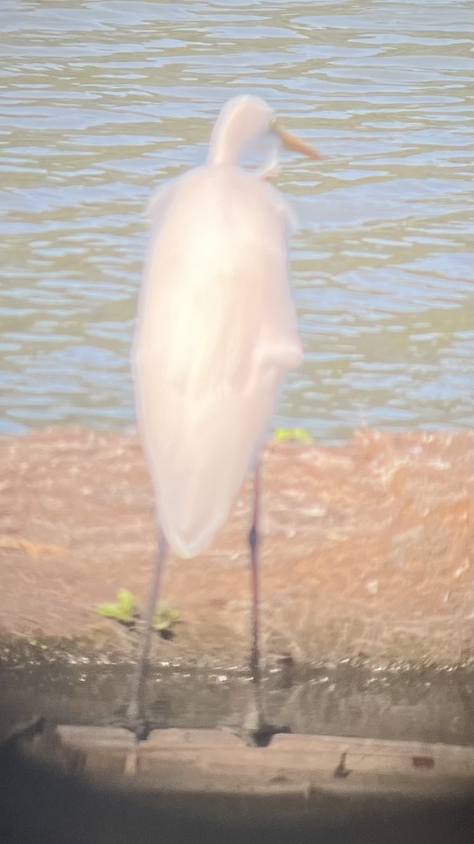 Silberreiher - ML645778017