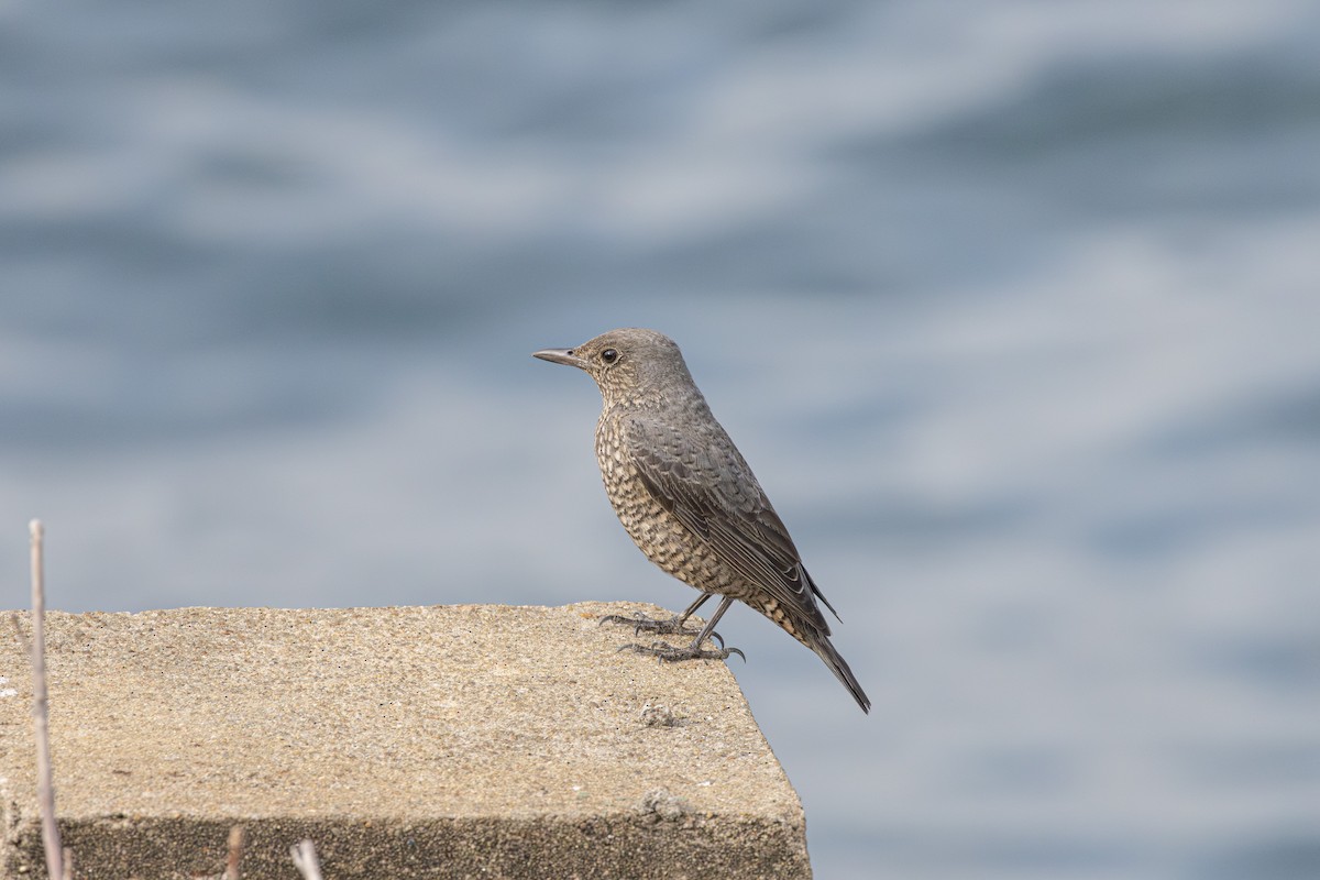 Blaumerle - ML645778018