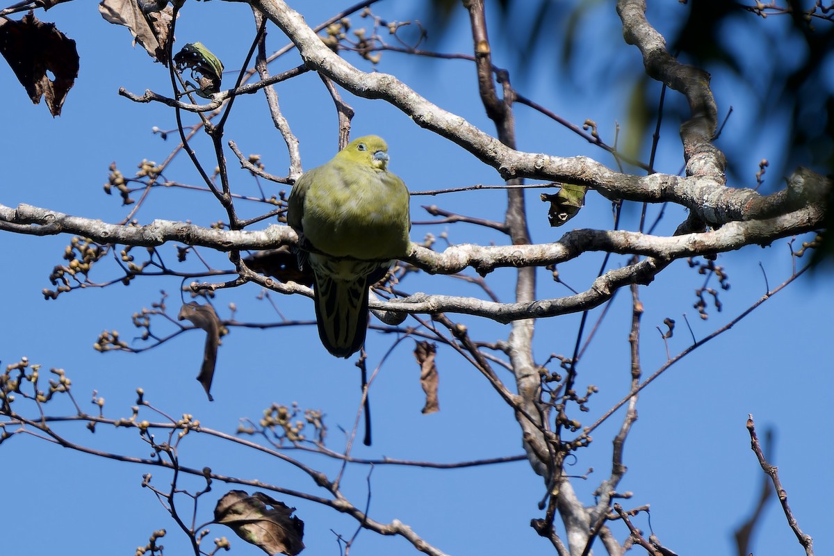 Keilschwanz-Grüntaube - ML645778019