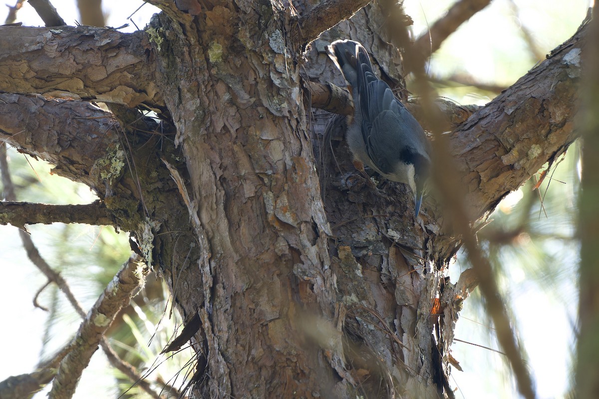 Riesenkleiber - ML645778020