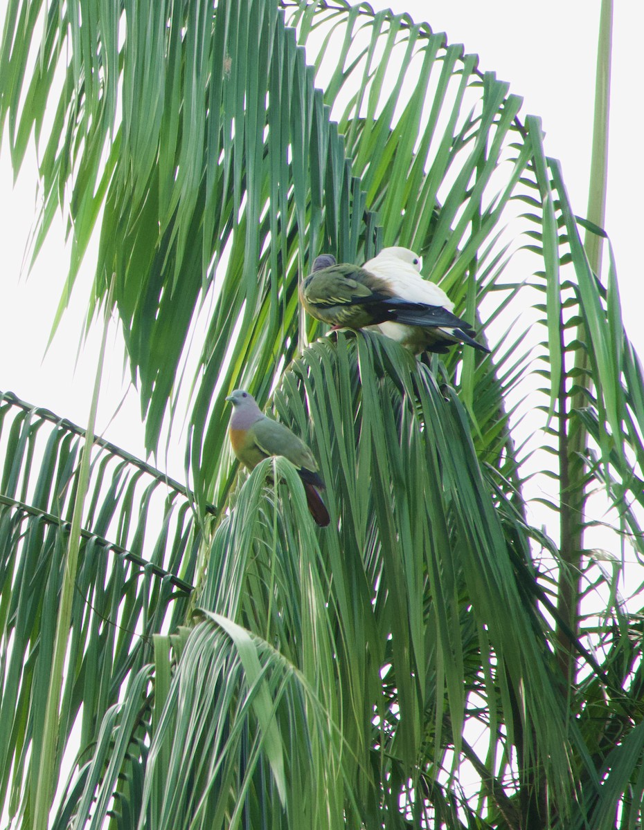 Frühlingsgrüntaube - ML645778021