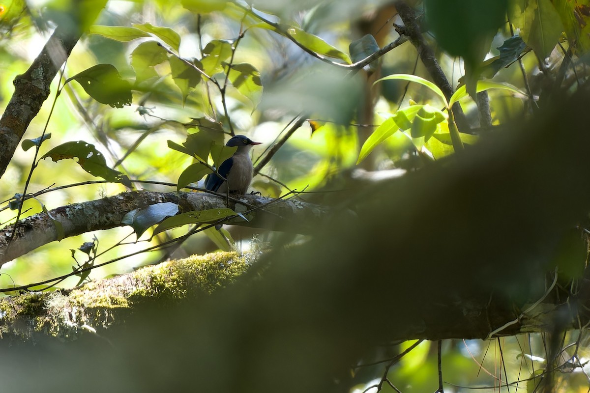 Samtstirnkleiber - ML645778022