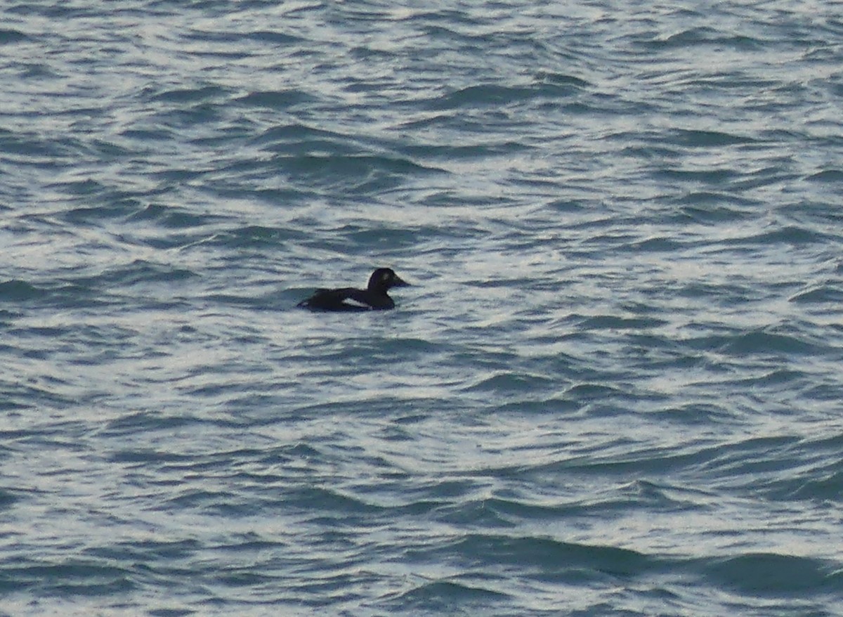 Höckersamtente - ML645778023