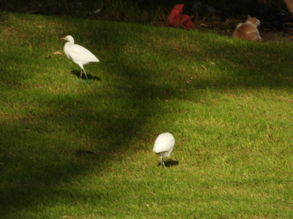 Kuhreiher - ML645778024