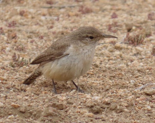 Felsenzaunkönig - ML645778025