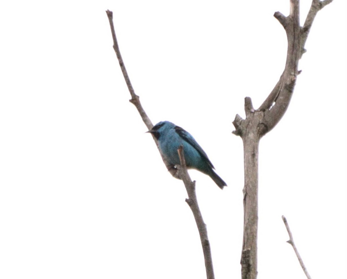 Blaukopfpitpit - ML645778026