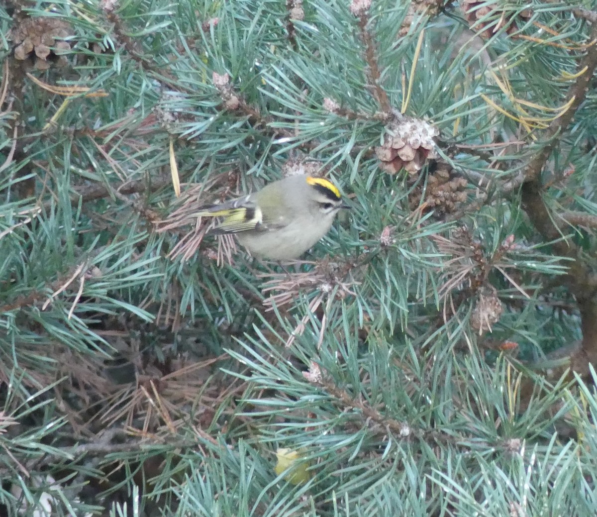 Rubingoldhähnchen - ML645778027