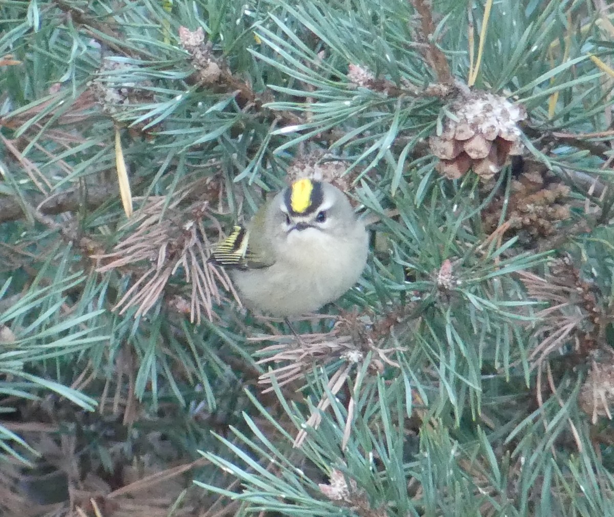 Rubingoldhähnchen - ML645778028