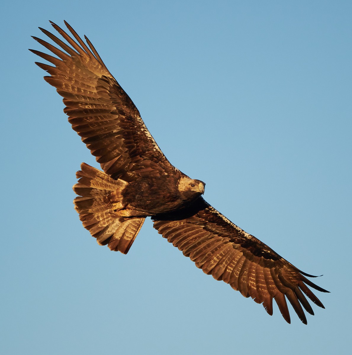 Iberienadler - ML645778029