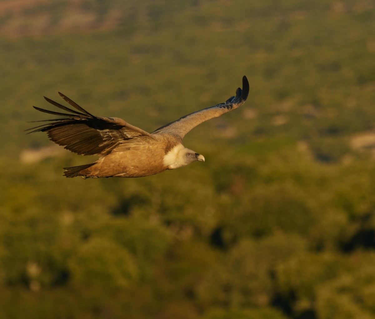 Gänsegeier - ML645778031