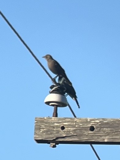 Brewer's Blackbird - ML645778035