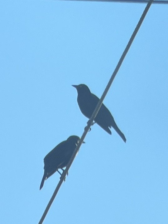 Brewer's Blackbird - ML645778036