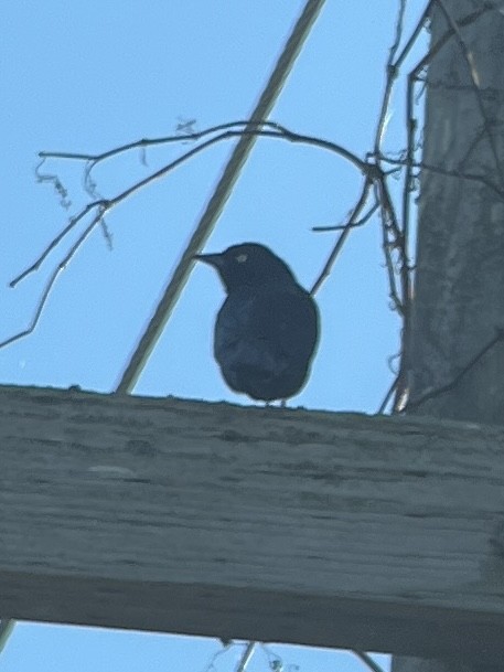Brewer's Blackbird - ML645778037