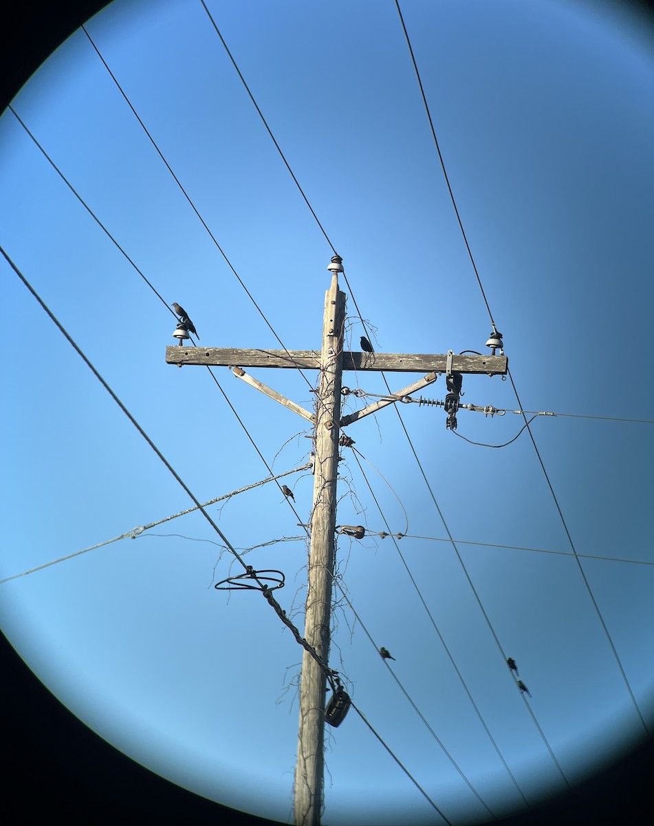 Brewer's Blackbird - ML645778039