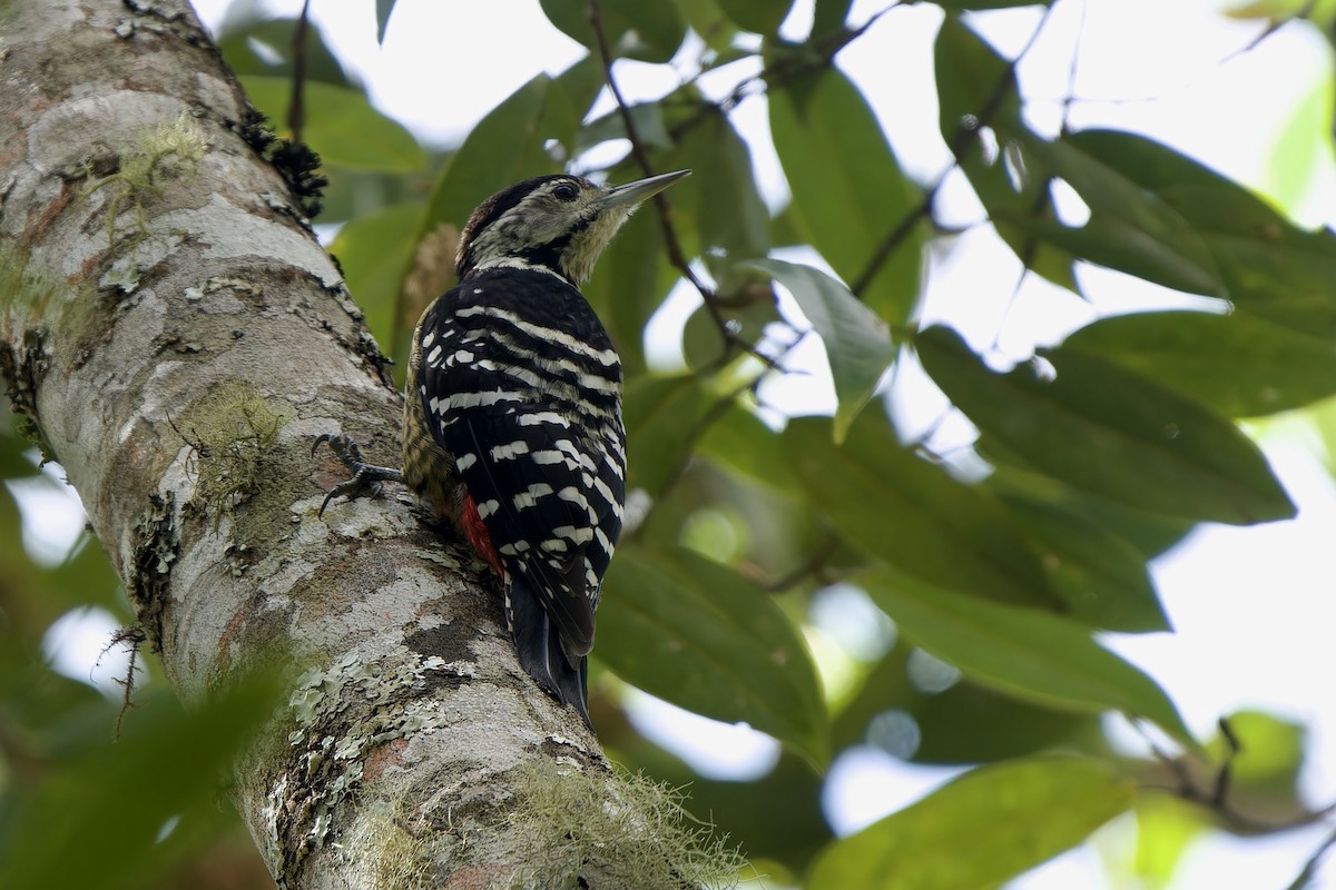 ムナフアカゲラ - ML645778047