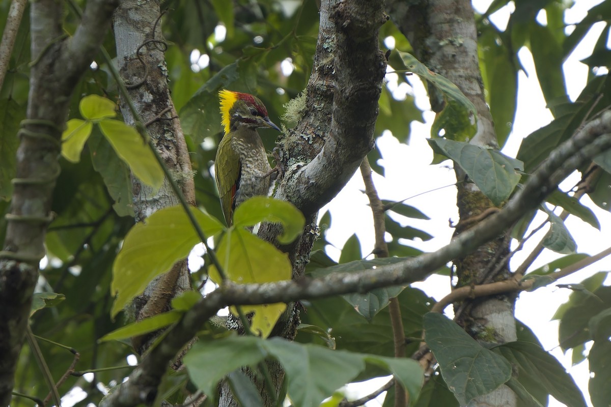 Lesser Yellownape (Himalayan) - ML645778048