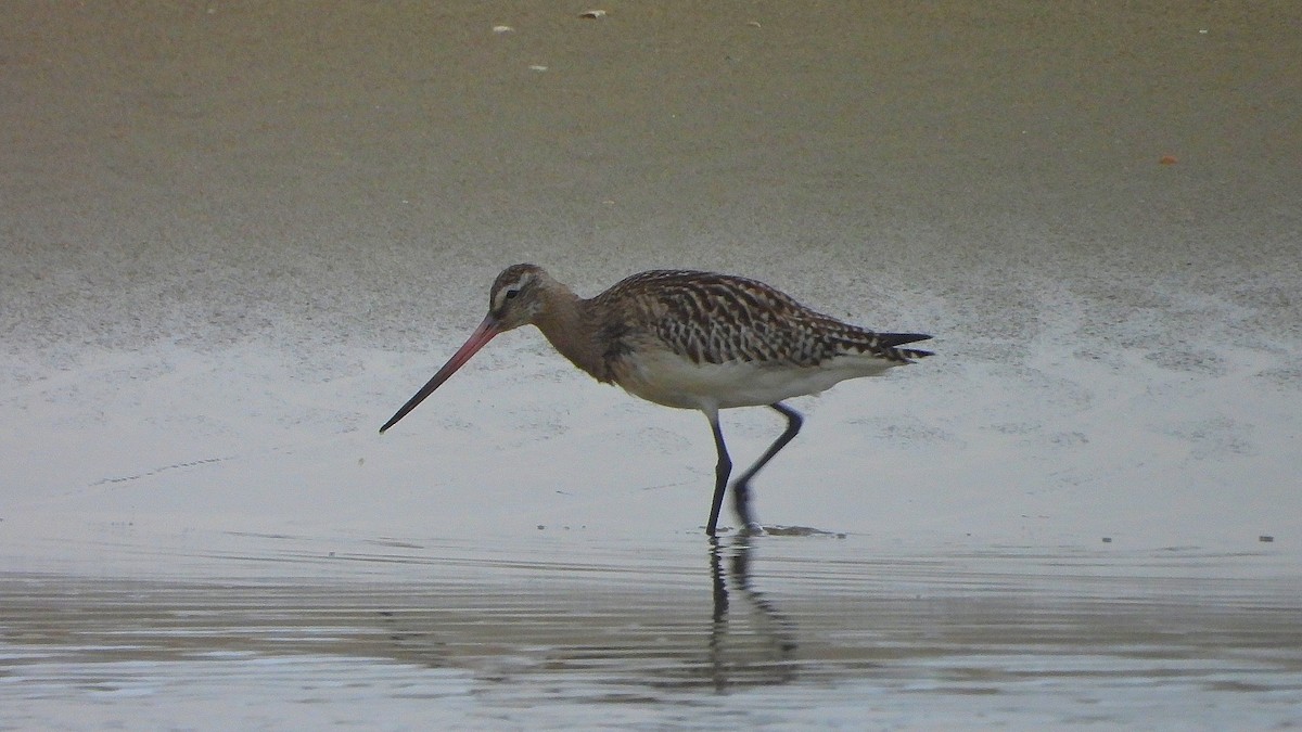 Kuliska gorria - ML645778049