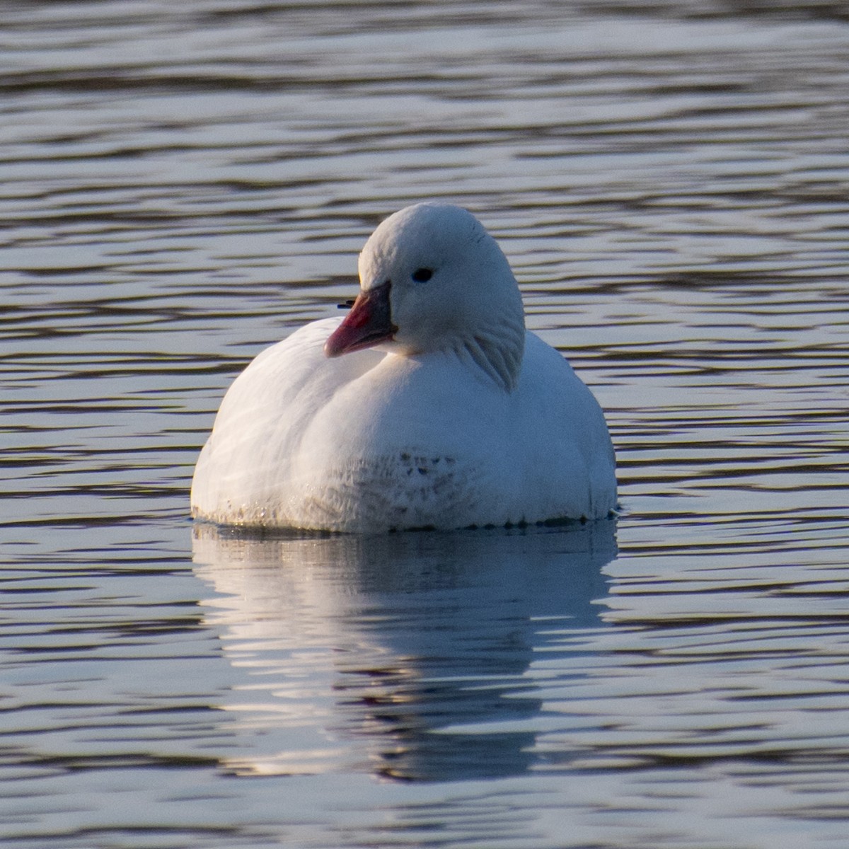 Ross antzara - ML645778051