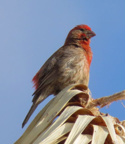 Burugorri arrunta - ML645778053