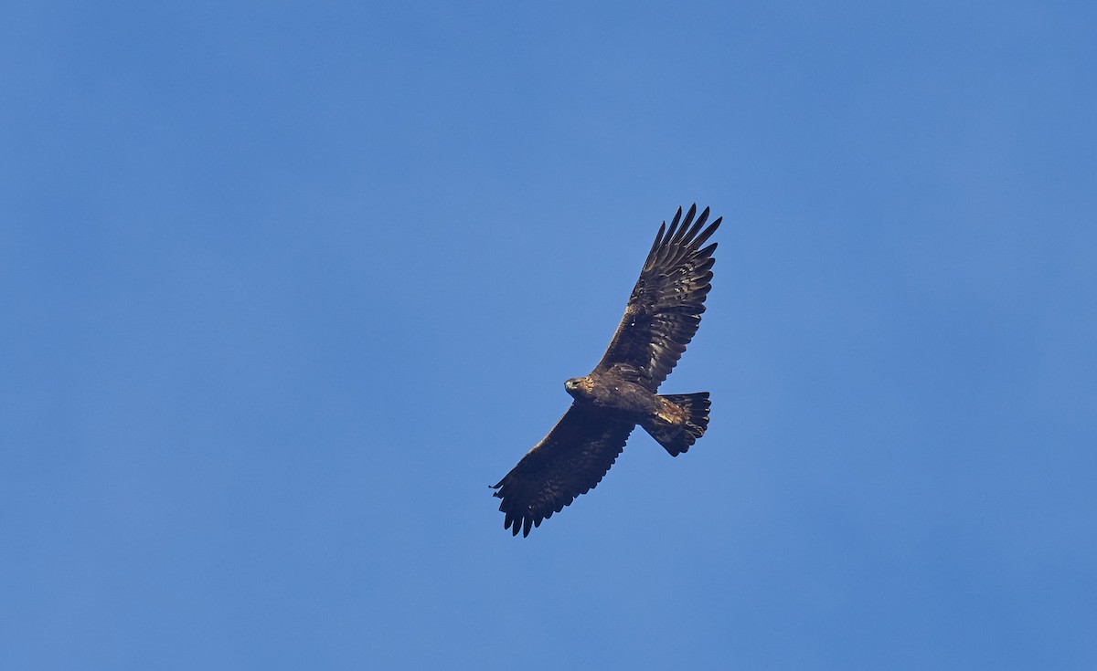 Arrano beltza - ML645778055