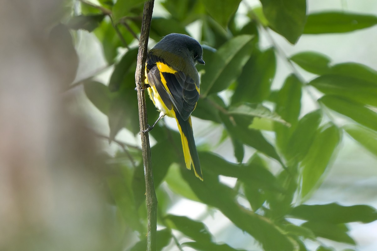 Gray-chinned Minivet (Gray-chinned) - ML645778056