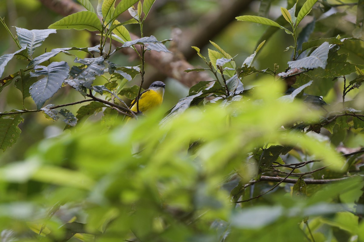 Gray-chinned Minivet (Gray-chinned) - ML645778057