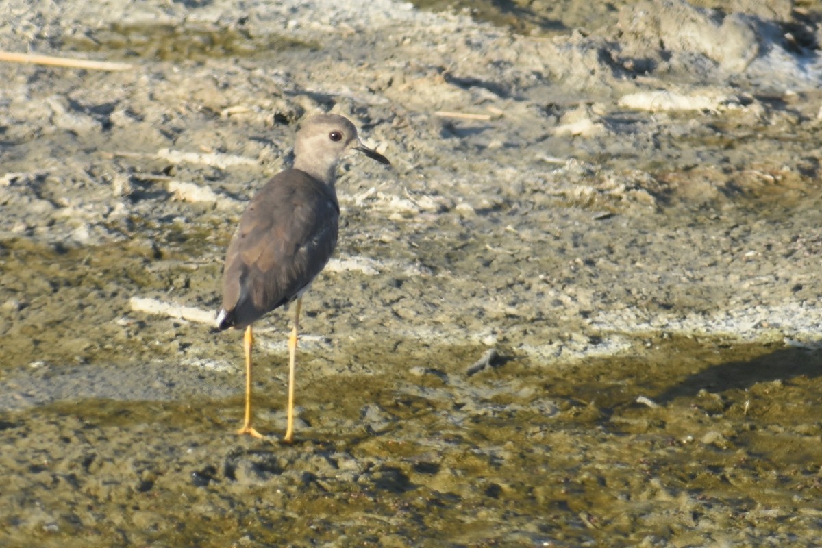 Hegabera buztanzuria - ML645778063